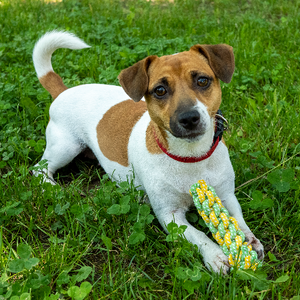 Eco Dog Toys