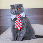 Load image into Gallery viewer, Eco Cat Tie
