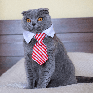 Eco Cat Tie