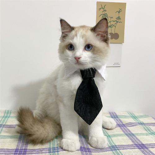 Eco Cat Tie